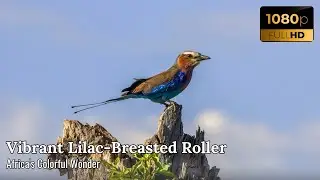 Lilac Breasted Roller | Africa's Most Beautiful Bird in Flight