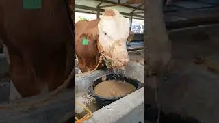 Sapi Makan Comboran Sambil Tenggelam #shorts #viral #sapi #cow
