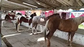 Plaza o tianguis de ganado Rancho las tablas Especial de caballos