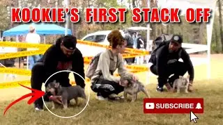 SHE WON HER FIRST STACK-OFF 😱🔥 #frenchie #dogshow #puppy #frenchbulldog #viralvideo #fyp