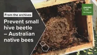Prevent small hive beetle   Australian native bees
