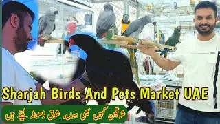Amazing Sharjah Birds Market | Visit To Sharjah Birds & Animal Market | Mandi Mela