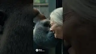 She said his name&hellip; and he remembered ❤️🦍 #GorillaLove #Recognition #PureEmotion