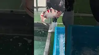 3 color koi is back  #fishing #fishkeepinghobby #aquariumfish #koi #aquascapegallery #coyfish
