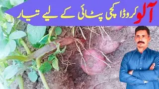 || Want EARLIER Potato Harvests? Watch This || Potato || فارمر || Farming || Agriculture || کروڈا ||