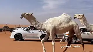 قطامات فرديات الوضح عبدالمحسن البعيجان العتيبي