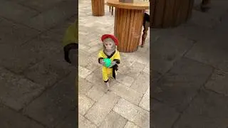 Pika ❤️❤️ #trending #monkey #shortvideo #shorts #trendingshorts #memes #funny #animals #monkeybaby