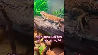Bearded dragon going to sleep after eating lol 😂 #beardeddragonlover #exoticlizard #petcare #fypfb