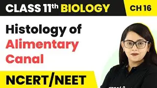Histology of Alimentary Canal - Digestion and Absorption | Class 11 Biology