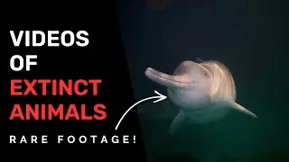 Videos of Extinct Animals (RARE FOOTAGES!)