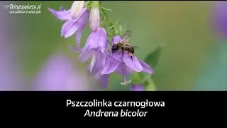 Pszczolinka czarnogłowa (Andrena bicolor)