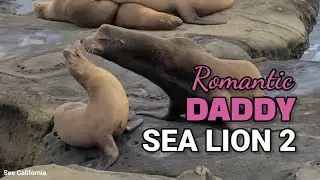 Sea Lion Romantic Daddy 2 - Look at Me Baby!