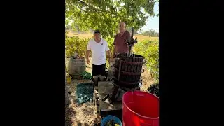 Zinfandel 2024 24 Brix Winery