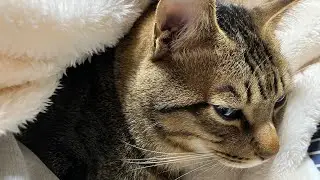 お猫の時間に睡眠対策。翌日の支度をしたら早寝早起き。♯備え♯シニア♯ひとり暮らし♯猫との暮らし