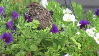 Baby Partridge Resting in The Petunias