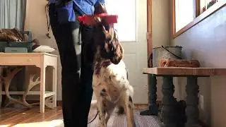 Day 2 of Force-Fetch with 11-month old Deutsch Langhaar
