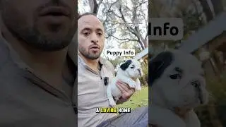 Статистически говоря, бульдог, который не попадает в приют, &mdash; это хорошо воспитанная собака.