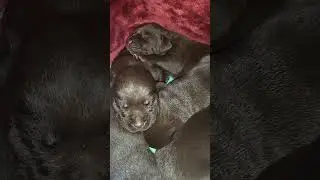 labrador Puppies keeping warm 14 days old..🐶 #labradorpuppy #labradorretriever #labrador