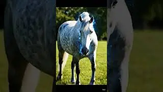 The Strongest Horse in the World! animal lover TV💪🐎 #shorts #horse