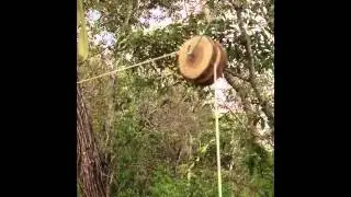 Brush turkey and the rubber snake