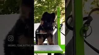 Long coat black mask gsd puppy available (9602019495)