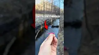 PET STORE FISHING CHALLENGE #fishing #shorts #challenge