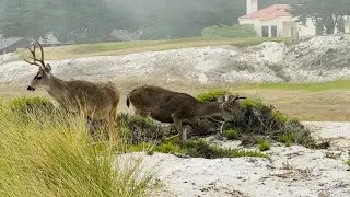 Beautiful Herd of Mule Deer in Golf Course