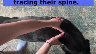Check Your Dog is at a Healthy Weight