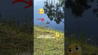 DEEP THOUGHT? (TURTLE)