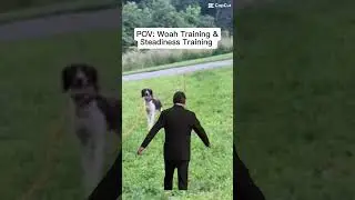 Woah training a bird dog! #dogtraining #birddog #woah #quail #pheasant #grouse #gsp #lab