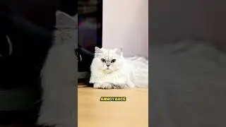 Why Cats Flick Their Ears &ndash; The Hidden Language of Feline Awareness