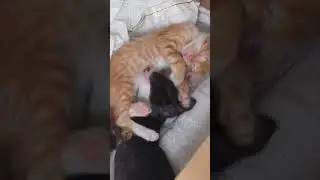 hello guys I'm still sleeping with my siblings #cat #funnyclips 🥱😴
