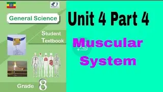 Ethiopian Grade 8 General Science 4#4 Muscular System