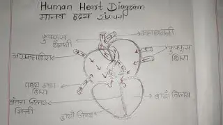 Human Heart Diagram|How to make human heart diagram|मानव हृदय की संरचना|Easiest way todrawhumanheart