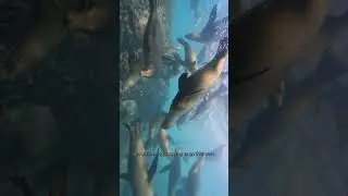 Swimming with Wild Sea Lions in Baja California | Rare Wildlife Encounter