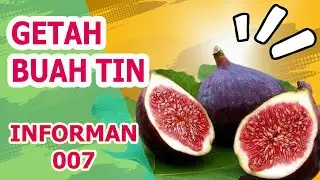 MANFAAT GETAH BUAH TIN UNTUK KESEHATAN