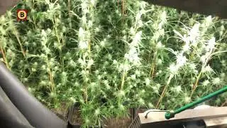 Grote ondergrondse hennepkwekerij onder garagebedrijf in Tilburg, meer dan duizend planten.
