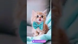 😱 Cutest Kitten Ever On The Couch! You Won&rsquo;t Believe It! 🎤🐾