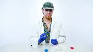 Mycology: staining mold samples with lactophenol blue