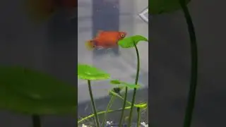Mickey Mouse Platy Fish Give Birth