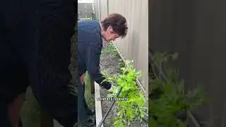 Meet the GardenMate Uprooting Tool!