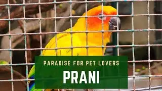 PRANI Pet Sanctuary | Paradise for Pet Lovers | Digital Detox | Weekend Getaway Bengaluru  |