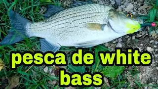USA ESTE SEÑUELO PARA PESCAR WHITE BASS.FISHING WHITE BASS