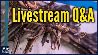 Messehighlights, Scaping Watte, TAotPA, Katzen uvm. | AquaOwner Live