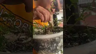 Premna microphylla bonsai aka (the bowing swan)