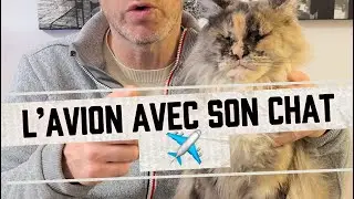 Prendre l&rsquo;avion avec son chat : les r&egrave;gles & astuces 
