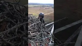 Osprey nest on 300&rsquo; guy tower