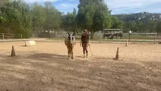 Teaching a student how to turn her young horse at Liberty with body language! Formerly feral horse.