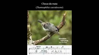 Vozes da Reserva | Choca-da-mata (Thamnophilus caerulescens)