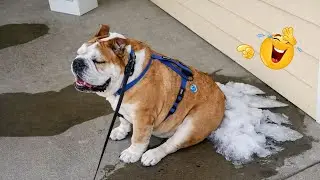 You Can&rsquo;t Stop Laughing At These Dogs 🤣 FUNNIEST DOGS Video 2026